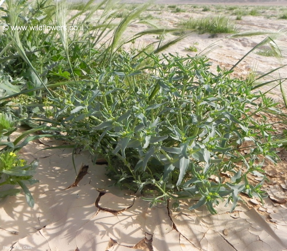 Euphorbia grossheimii